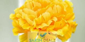 Yellow Carnation Flower