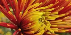 Yellow Orange Spider Mum Flower