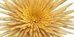 Yellow Spider Mum Flower