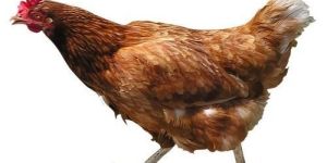 Live Country Chicken