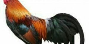 Live Natu Kodi Chicken