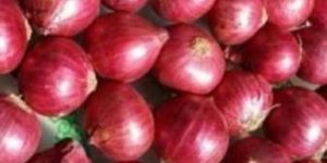 Fresh Nashik Onion