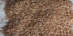 Emmer Wheat Seeds