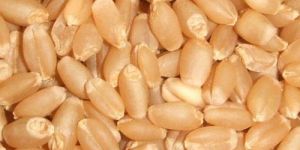 Lokwan Wheat Seeds