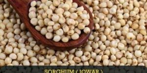 Sorghum Seeds