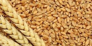 Sortex Wheat Seeds