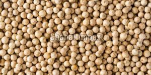 White Pepper Seeds