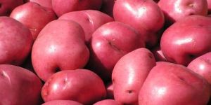 Fresh Rosetta Potato