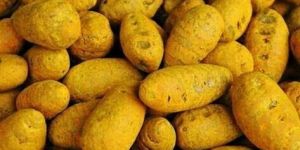 Turmeric Bulbs