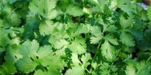 Fresh Coriander Leaves