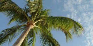 Tree Maintenance Services