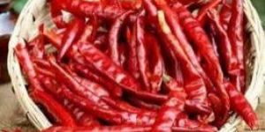 Dried Guntur Red Chilli
