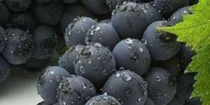 Fresh Black Grapes