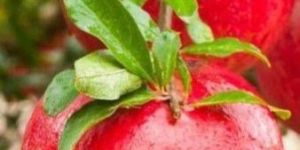 Fresh Pomegranate
