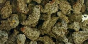 Mother Turmeric Bulb