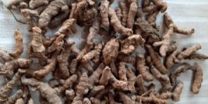 Turmeric Noclaim Seeds