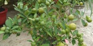 Baramasi Nimbu Plants