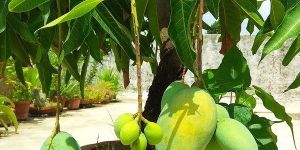 Dwarf Grafted Mango Plants