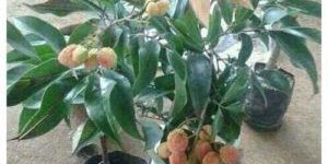 Dwarf Lychee Plants