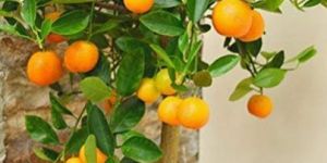 Grafted Orange Plants