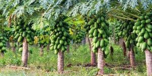 Red Lady 786 Taiwan Papaya Plant