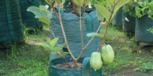 Taiwan Pink Guava Plants