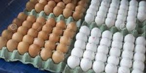 Fresh Farm Eggs