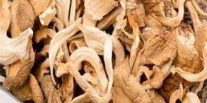 Oyster Dry Mushroom