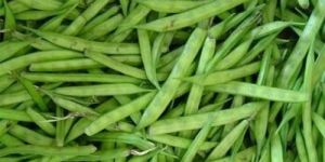 Fresh Guar Beans