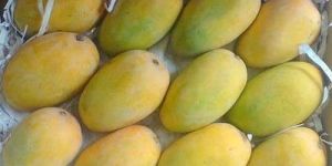 Fresh Kesar Mango