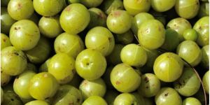 Fresh Amla
