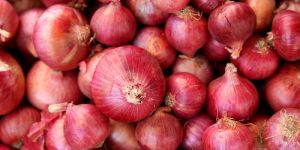 Fresh Onion