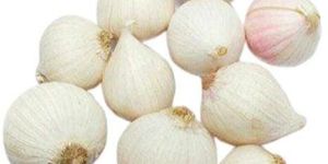 Solo Garlic