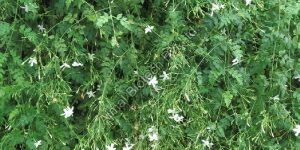 Jasmine Grandiflorum Absolute