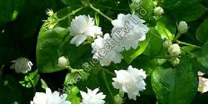 Jasmine Sambac Absolute Oil