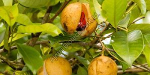 Nutmeg Oil