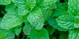 Peppermint Ex Mentha Oil
