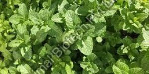 Spearmint Oil