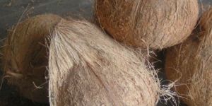 Fresh Mature Coconut