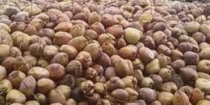 Fresh Pollachi Coconut