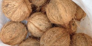 Fully Husked Coconut