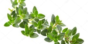 Thyme Leaves