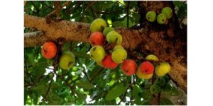 Ecological Plantation Services