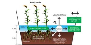 Ecological Remediation Services