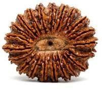 Rudraksha Beads