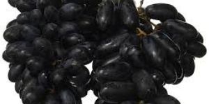 Sharad Seedless Grapes