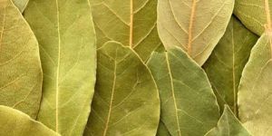 Bay Leaf