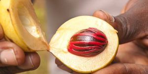 Nutmeg