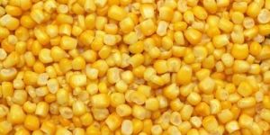 Fresh Yellow Corn Seeds