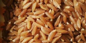 Khapli Wheat Seeds